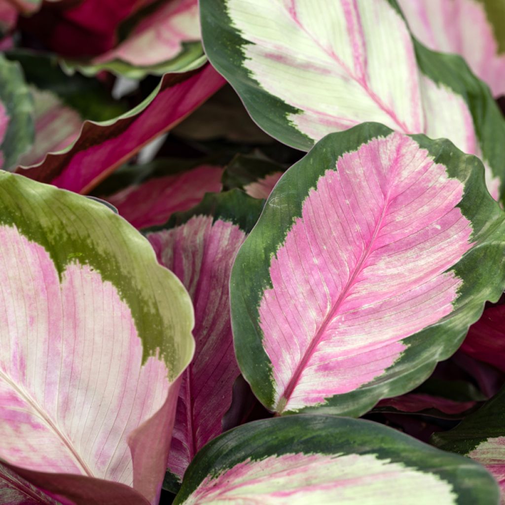 Calathea roseopicta Rosy - Korbmaranten