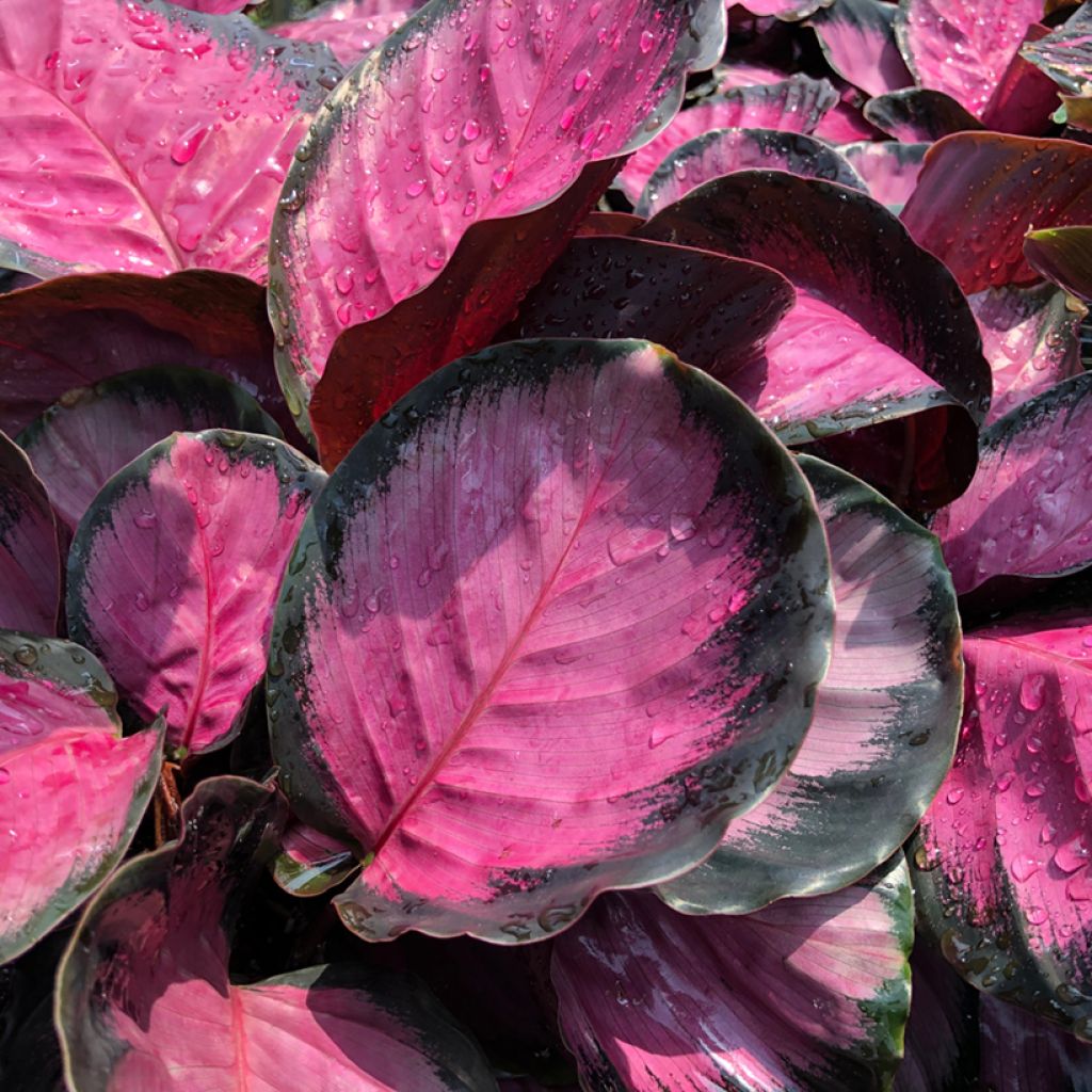 Calathea roseopicta Rosy - Korbmaranten