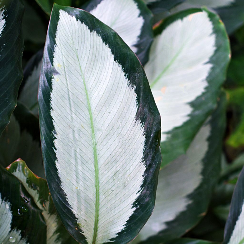 Calathea Royal Standard - Korbmaranten