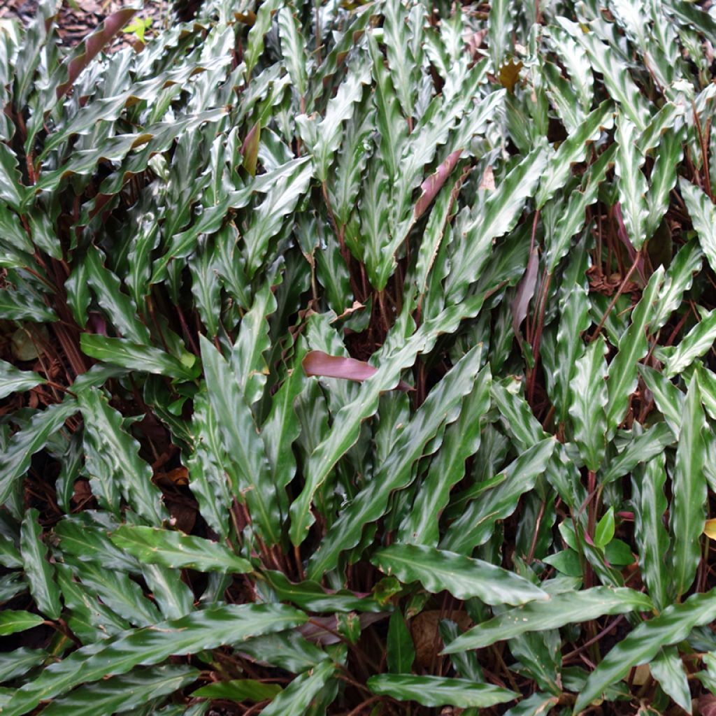 Calathea rufibarba - Korbmaranten