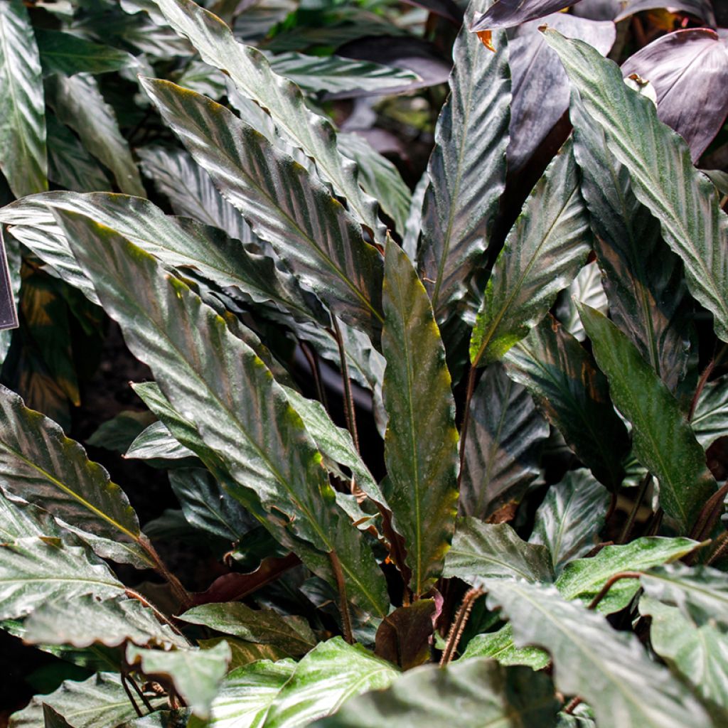 Calathea rufibarba - Korbmaranten