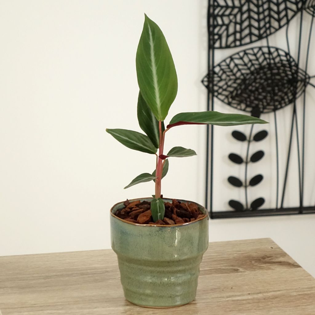 Calathea sanguinea - Korbmaranten