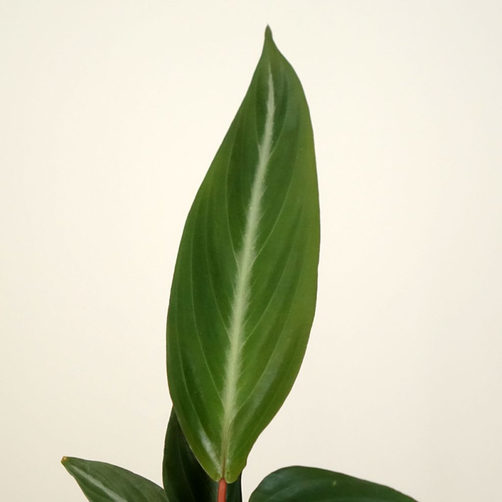 Calathea sanguinea - Korbmaranten