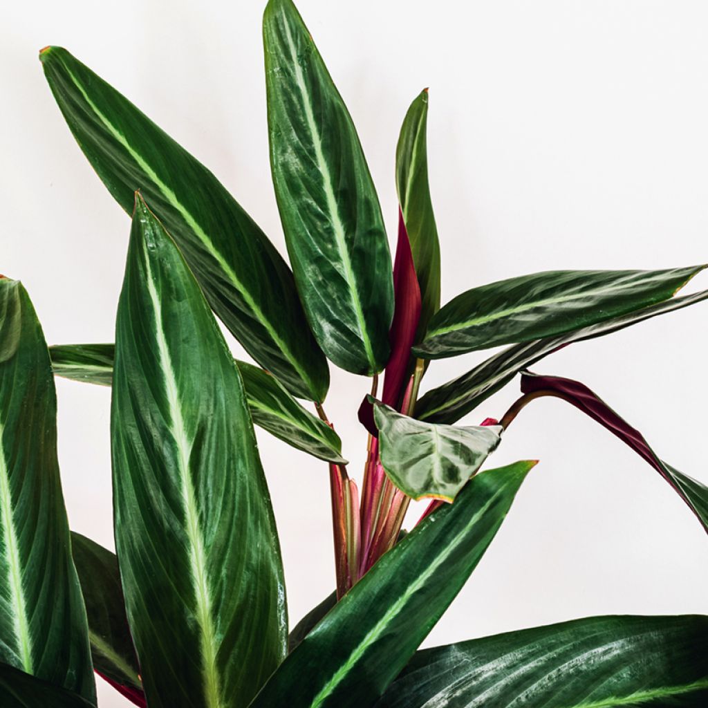 Calathea sanguinea - Korbmaranten