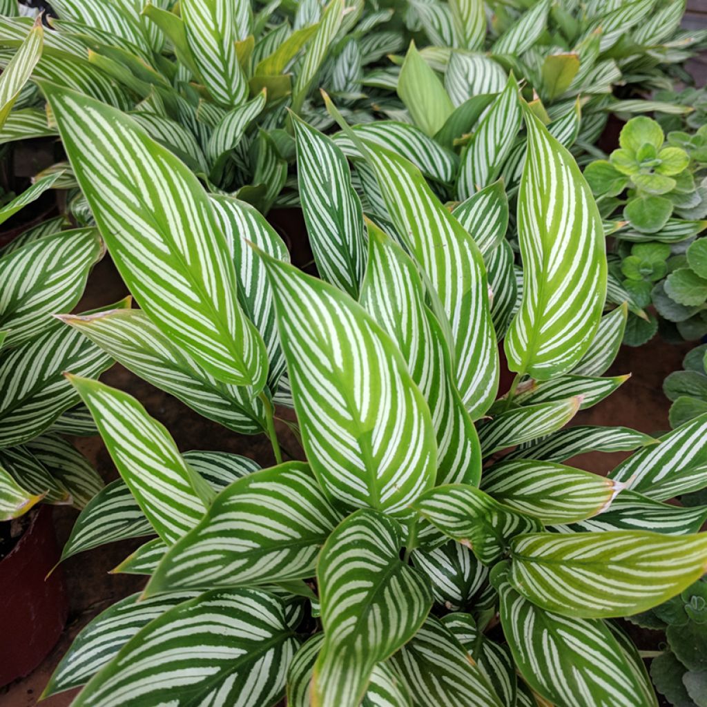 Calathea vittata - Korbmaranten