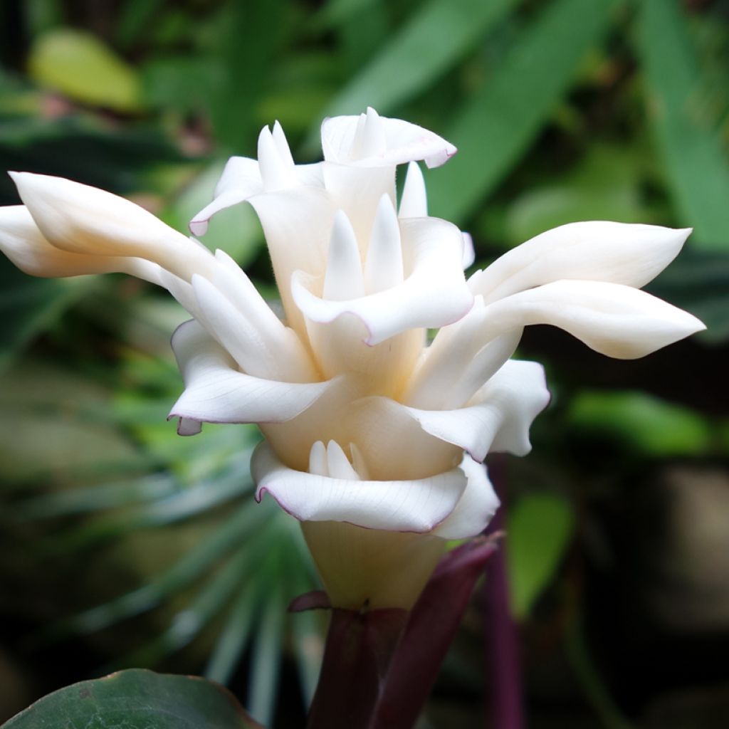 Calathea warscewiczii - Korbmaranten
