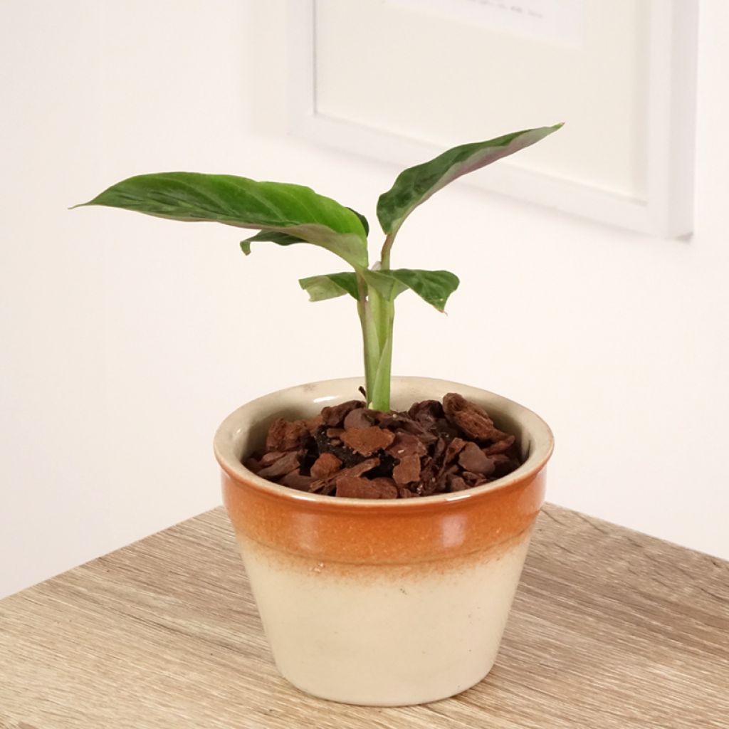 Calathea warscewiczii - Korbmaranten