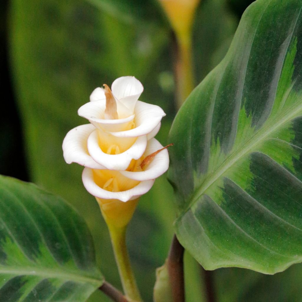 Calathea warscewiczii - Korbmaranten