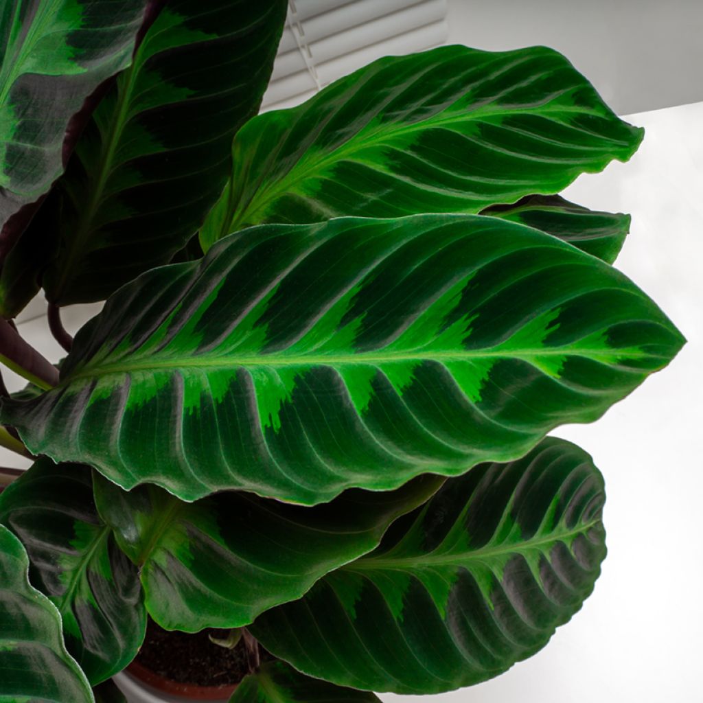 Calathea warscewiczii - Korbmaranten