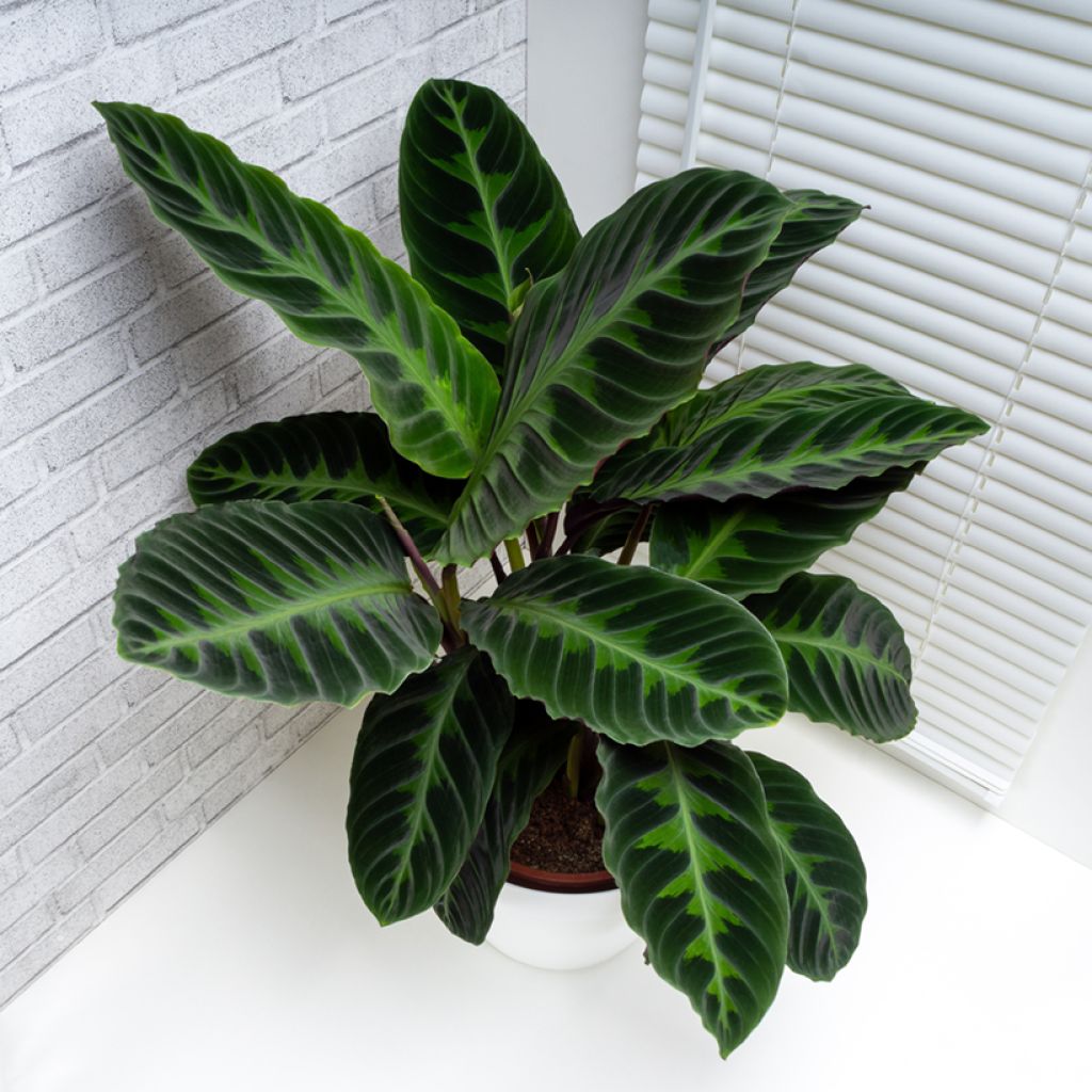 Calathea warscewiczii - Korbmaranten