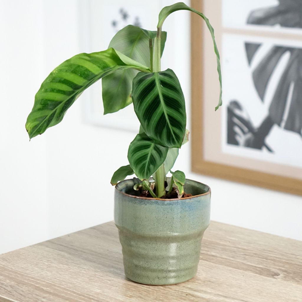 Calathea zebrina - Korbmaranten