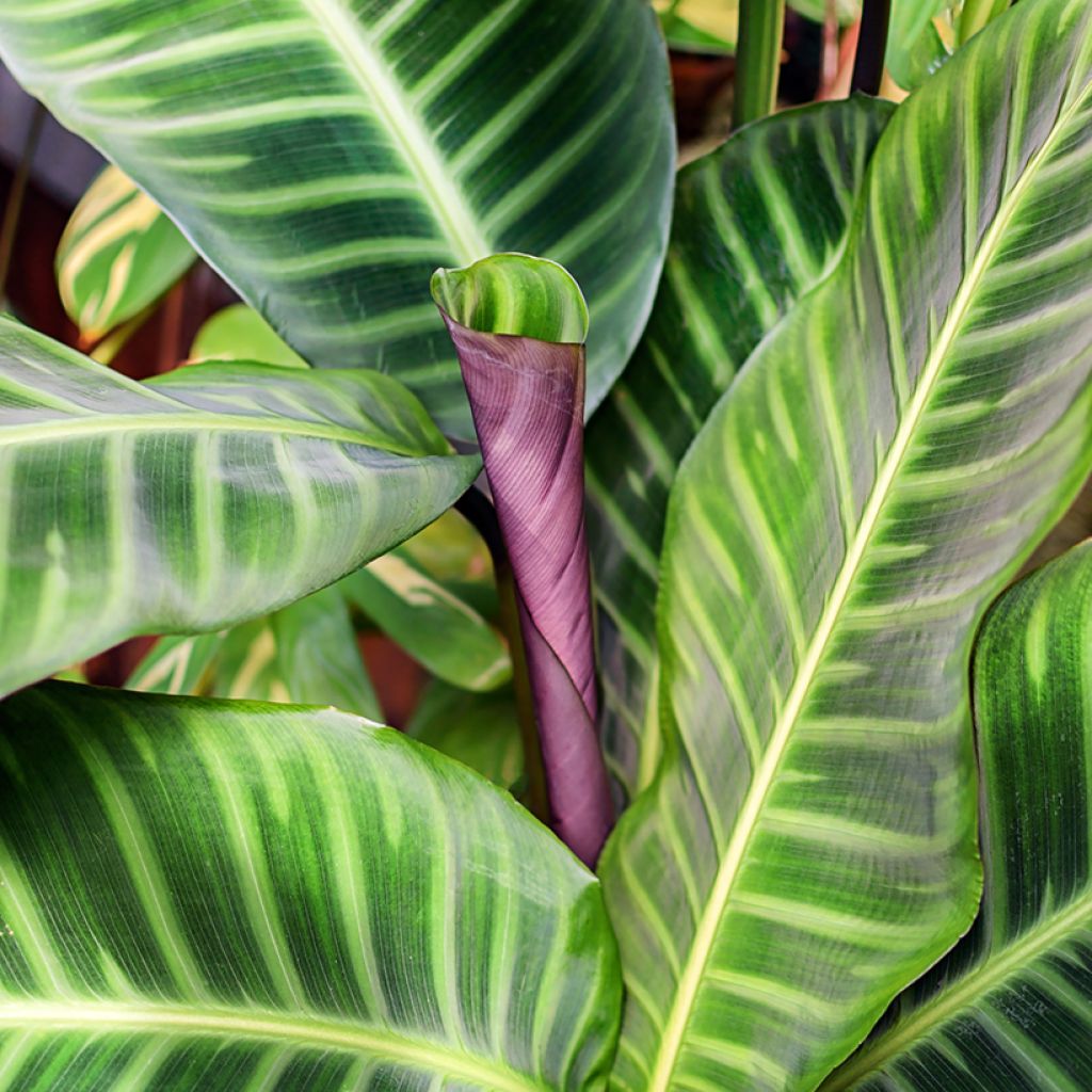 Calathea zebrina - Korbmaranten