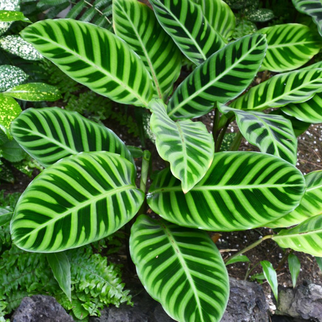 Calathea zebrina - Korbmaranten