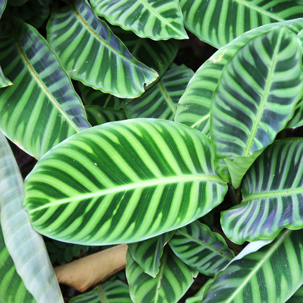 Calathea zebrina - Korbmaranten