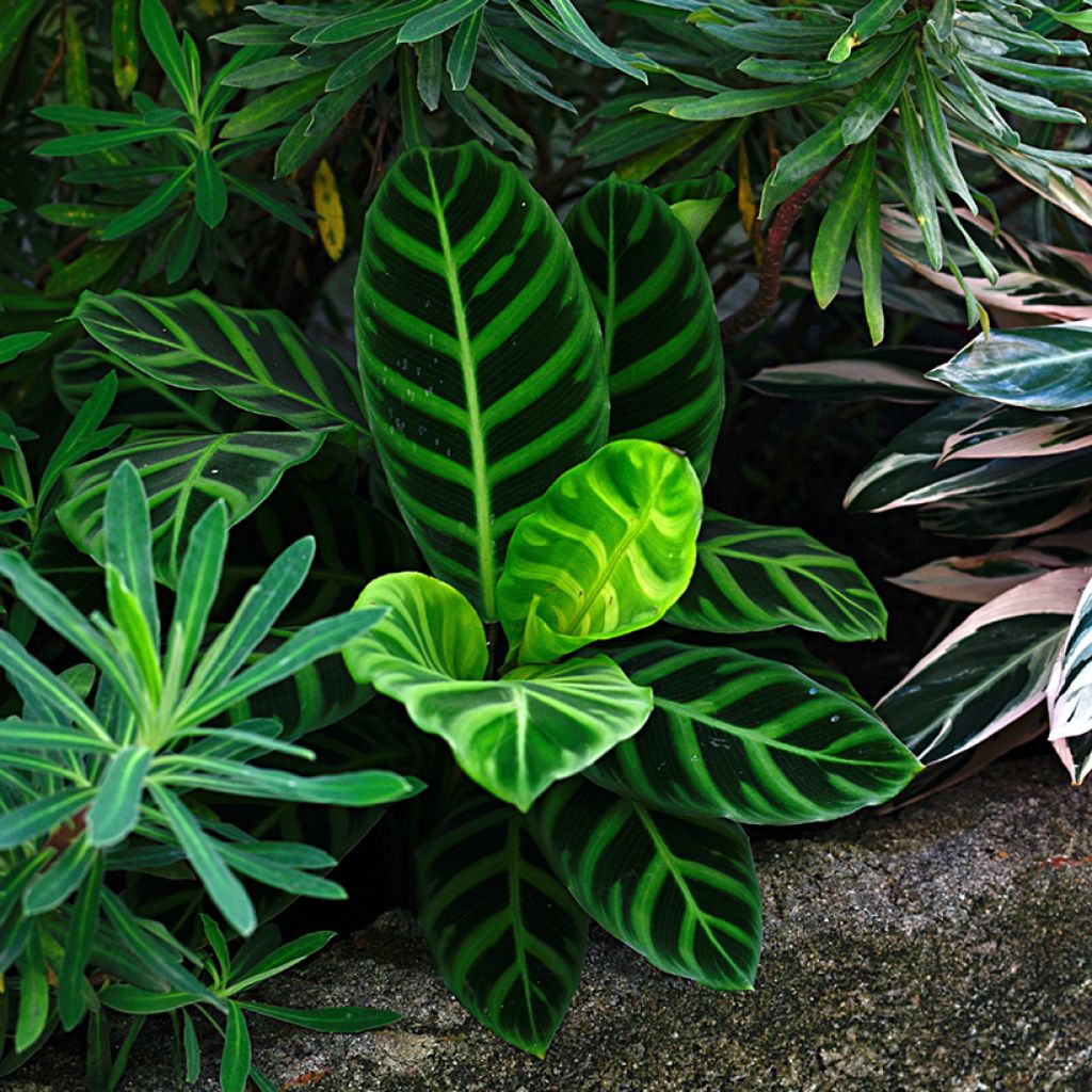 Calathea zebrina - Korbmaranten