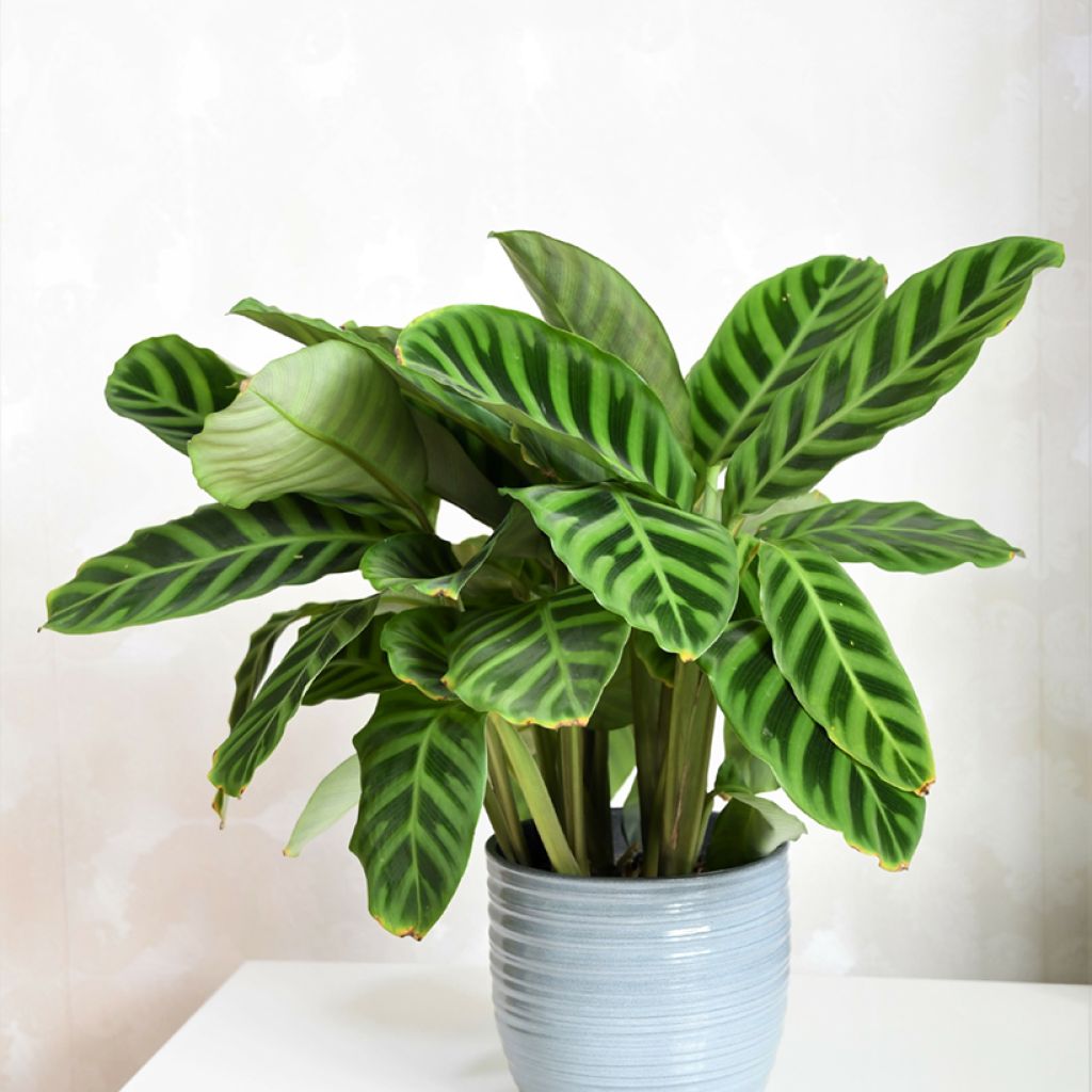 Calathea zebrina - Korbmaranten