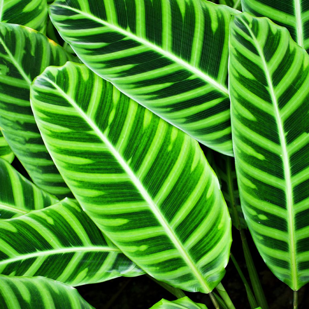 Calathea zebrina - Korbmaranten