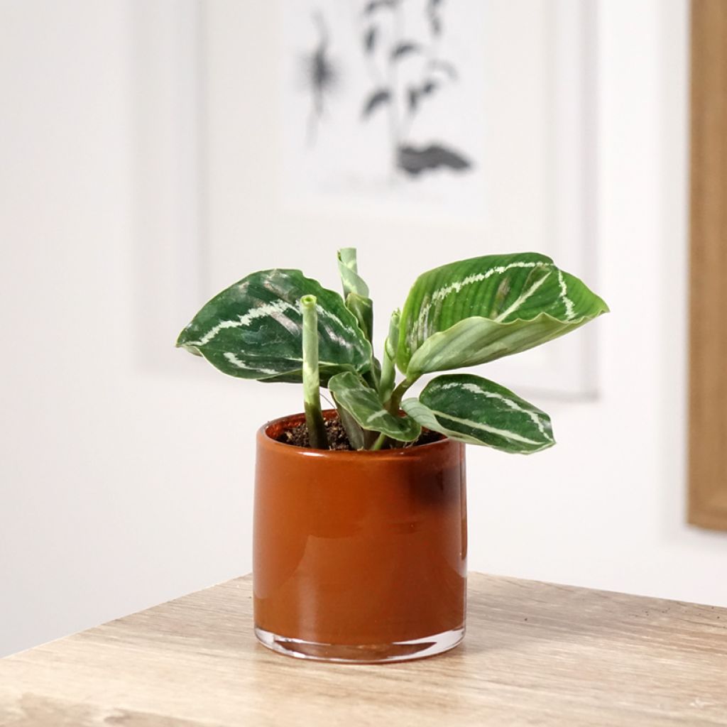 Calathea roseopicta Green - Korbmaranten