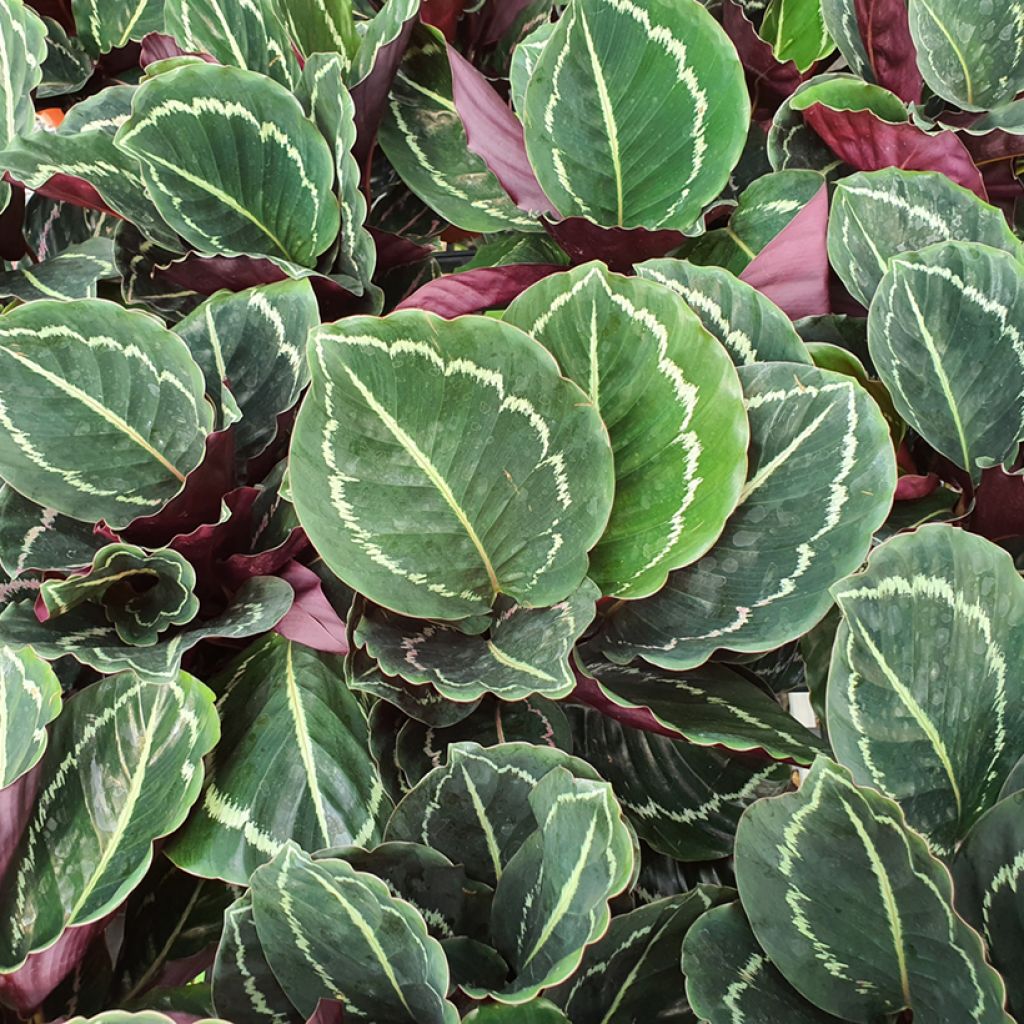 Calathea roseopicta Green - Korbmaranten
