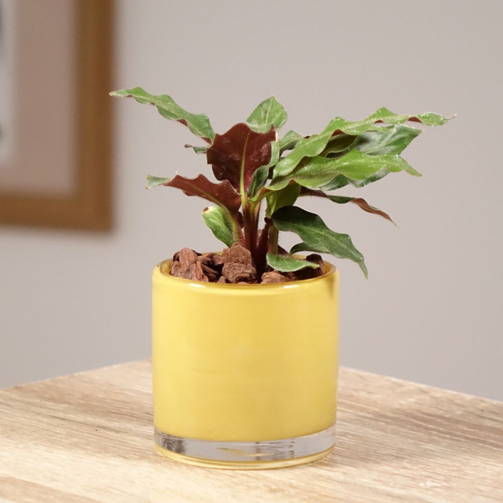 Calathea rufibarba - Korbmaranten