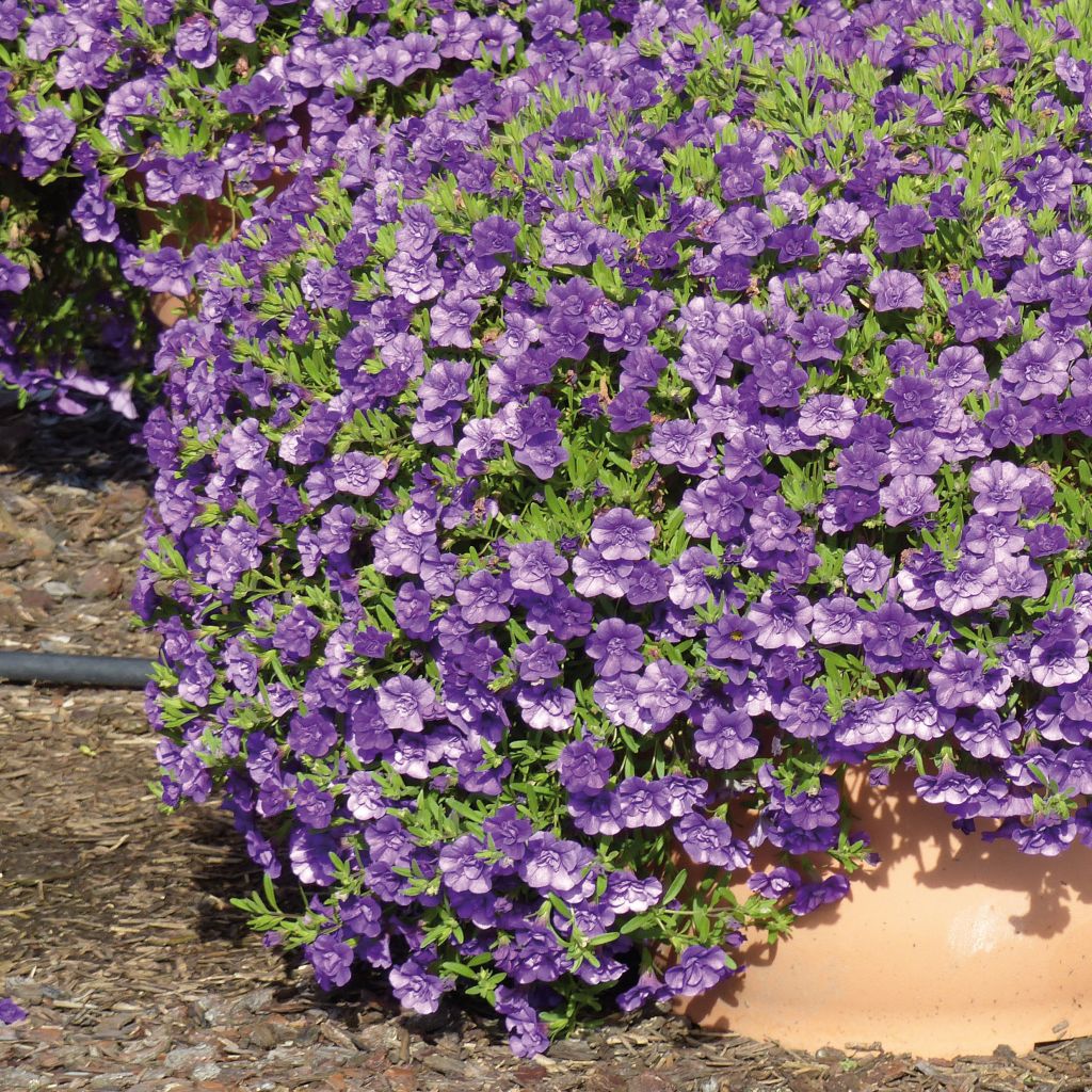 Zauberglöckchen Can-Can Rosies Blue - Calibrachoa