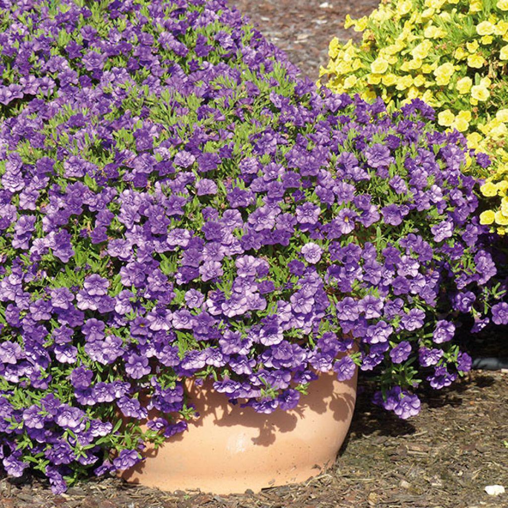 Zauberglöckchen Can-Can Rosies Blue - Calibrachoa
