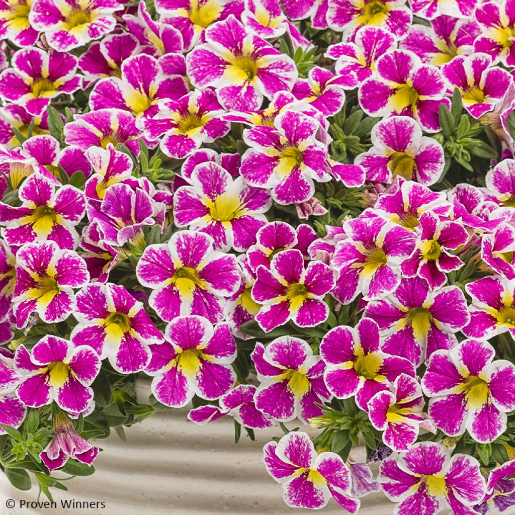 Zauberglöckchen Superbells Holy Cow - Calibrachoa