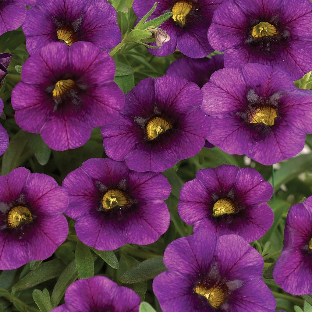 Zauberglöckchen Noa Ultra Purple - Calibrachoa