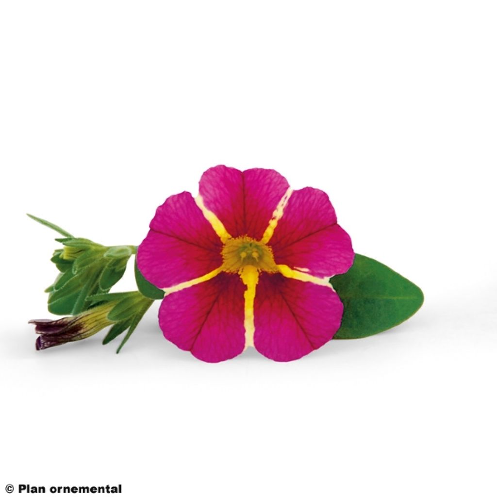 Zauberglöckchen Superbells Cherry Star - Calibrachoa