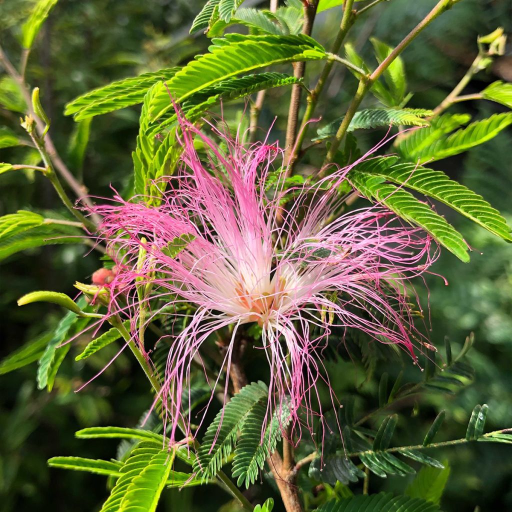 Calliandra surinamensis Dixie Pink - Arbre aux houpettes