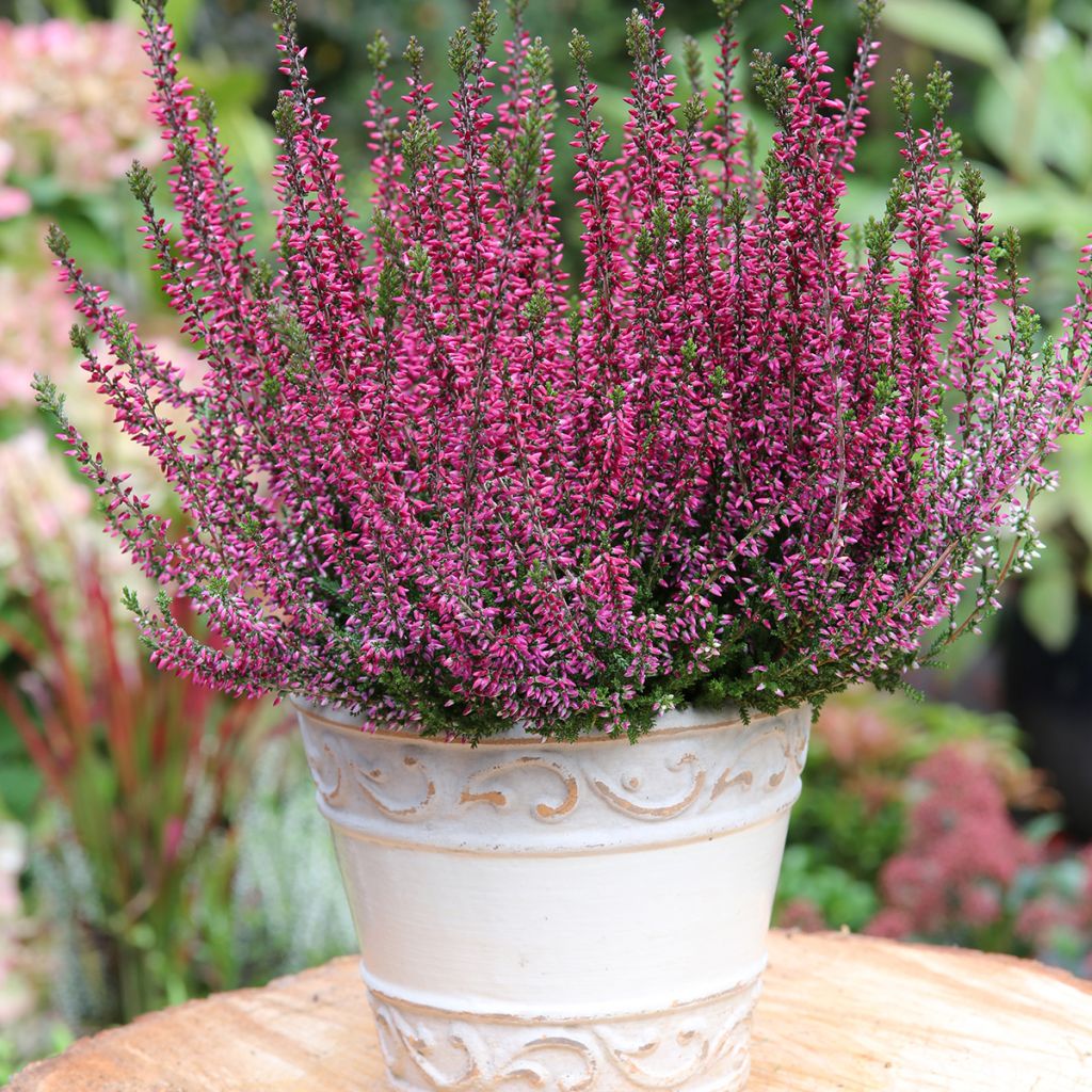 Besenheide Garden Girls Amethyst - Calluna vulgaris