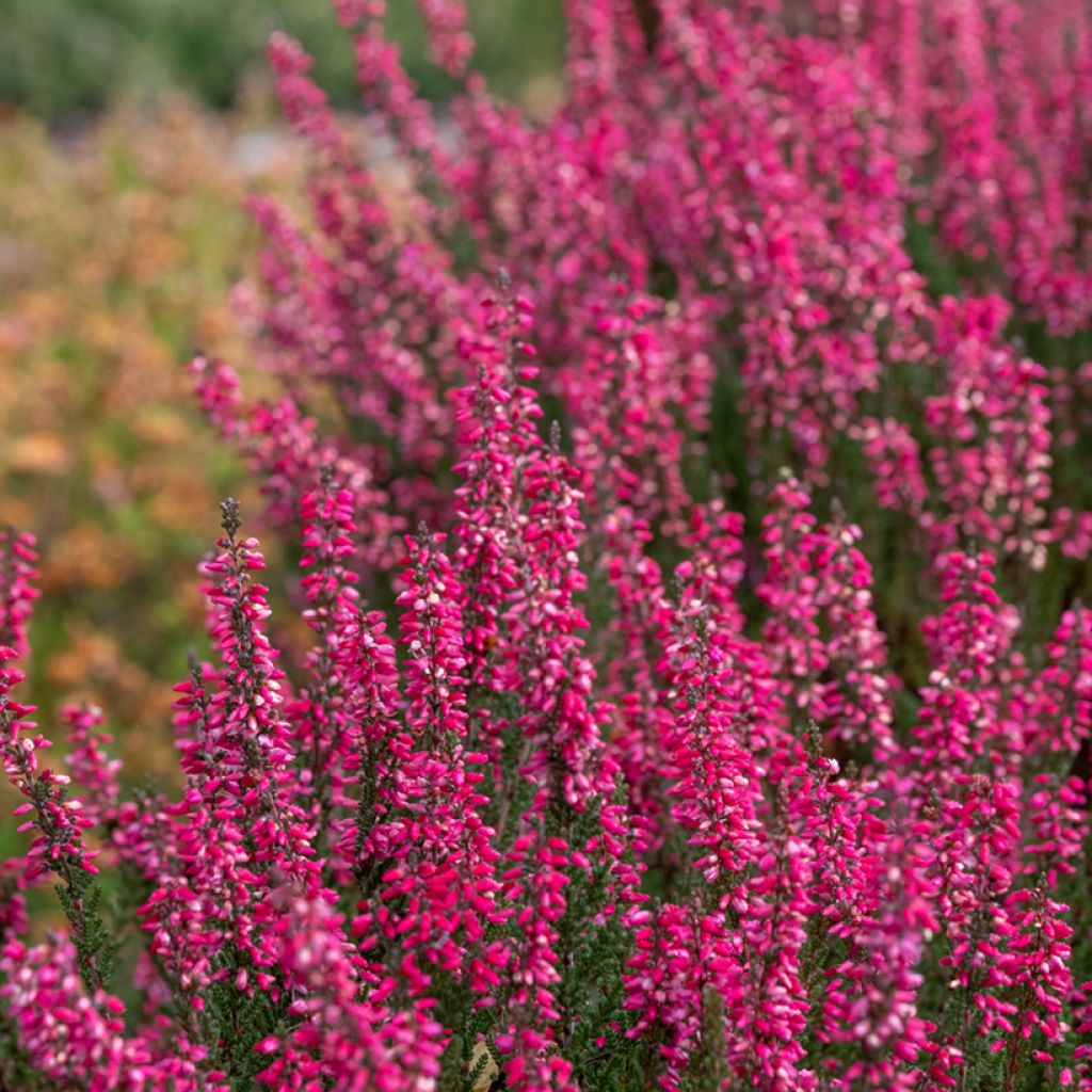 Besenheide Garden Girls Athene - Calluna vulgaris