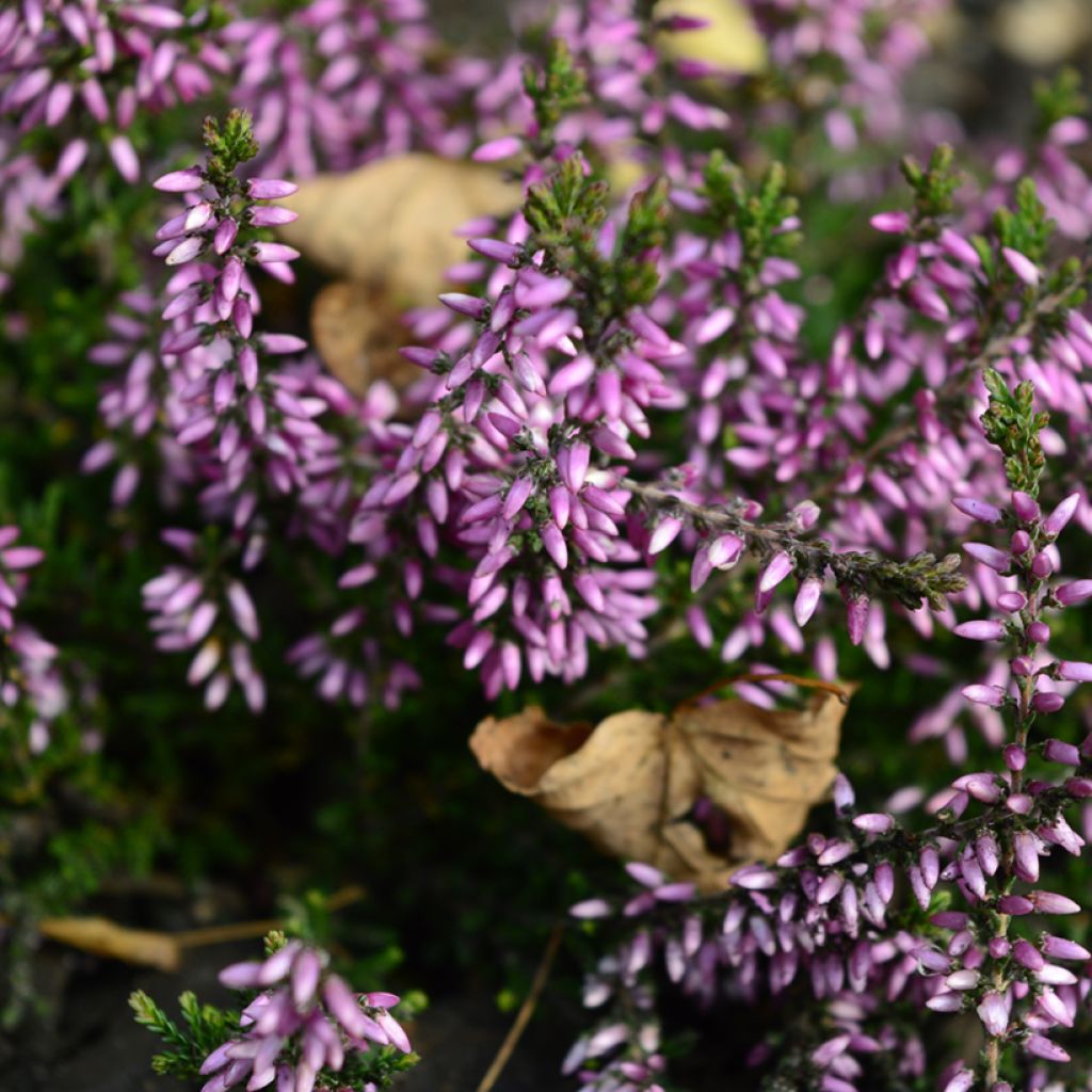 Besenheide Garden Girls Lena - Calluna vulgaris