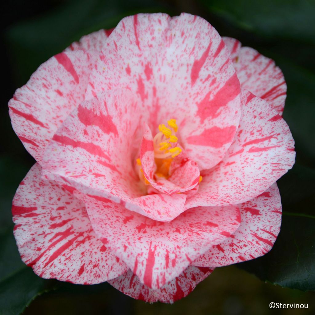 Camellia Betty Foy Sanders - Japanische Kamelie