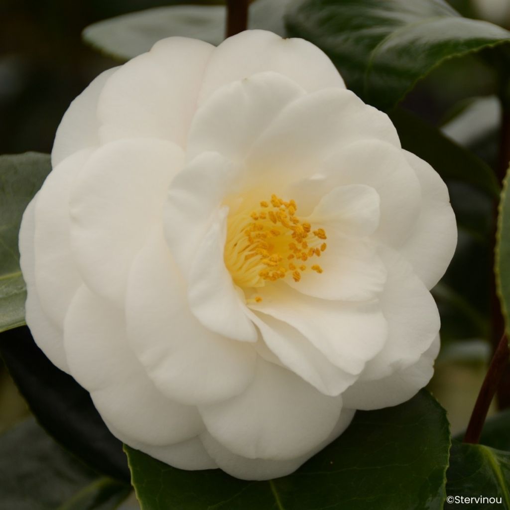 Camellia Janet Waterhouse - Japanische Kamelie
