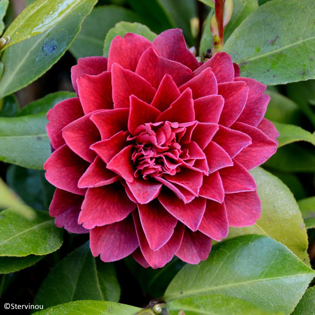 Camellia Manuroa Road - Japanische Kamelie