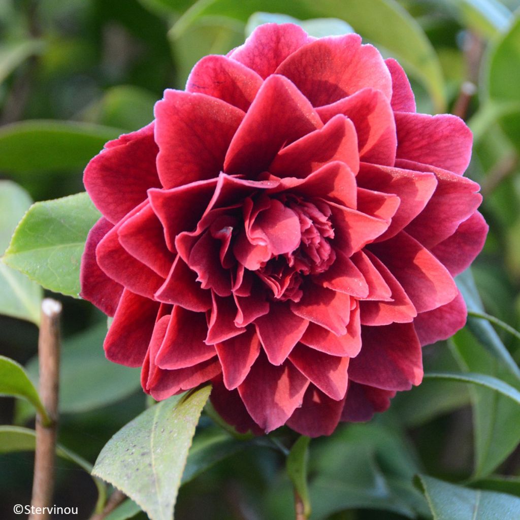 Camellia Manuroa Road - Japanische Kamelie