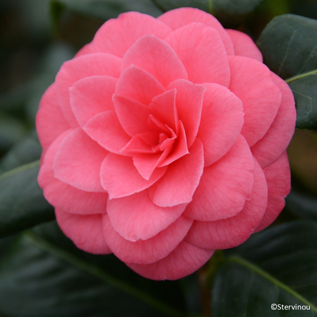 Camellia Tada Meibi - Japanische Kamelie
