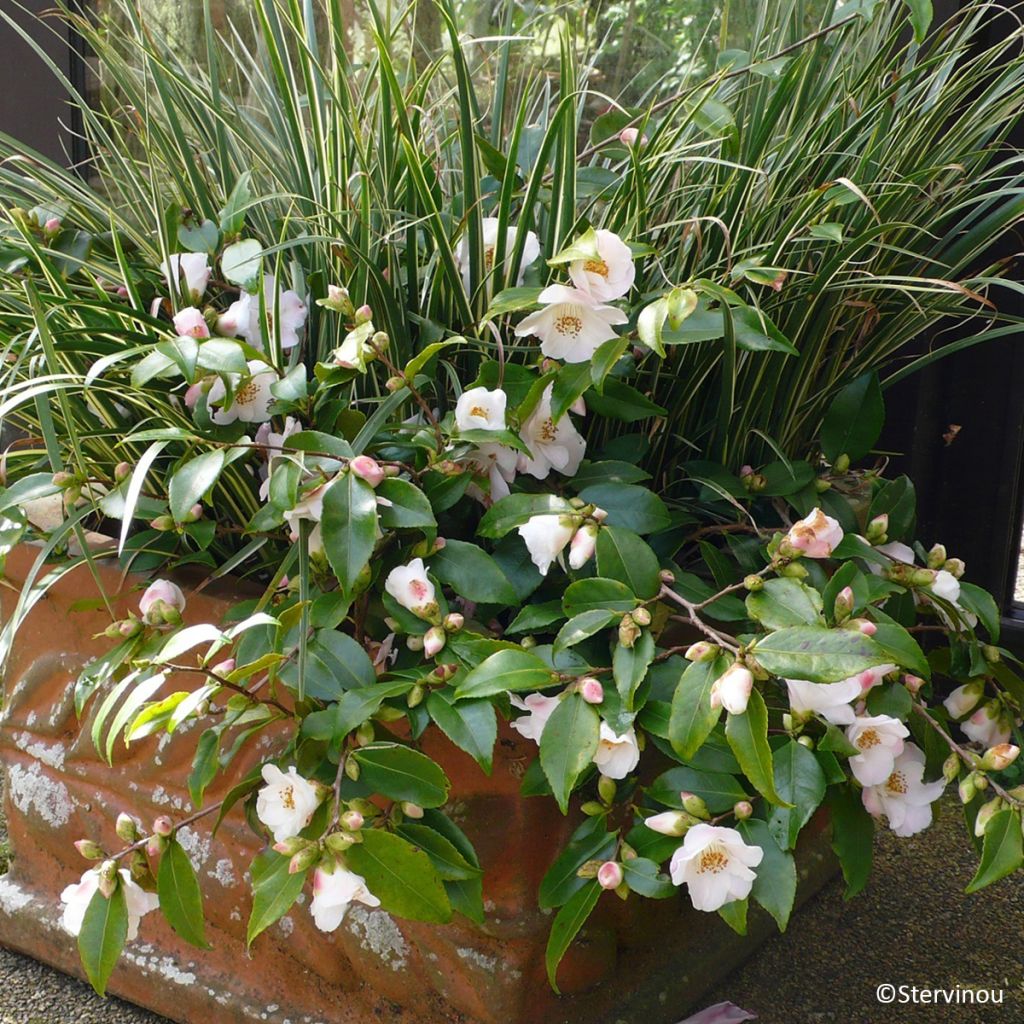 Camellia Quintessence - Kamelie