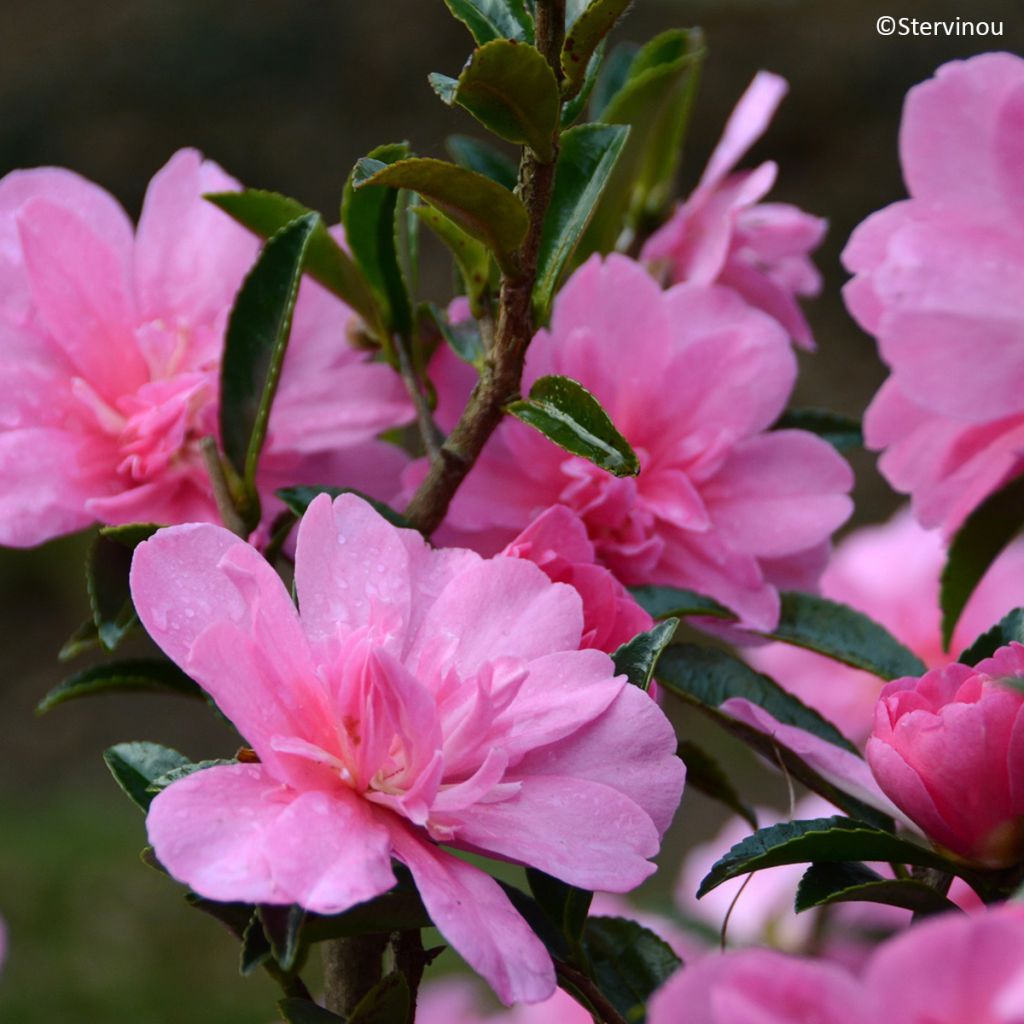 Camellia hiemalis Elfin rose - Herbstblühende Kamelie