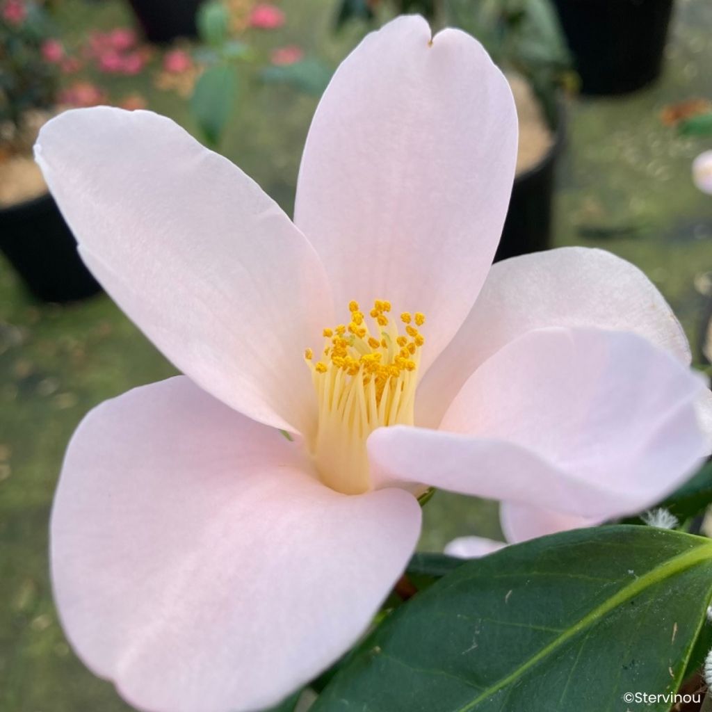 Camellia sasanqua Île Vierge - Herbstblühende Kamelie