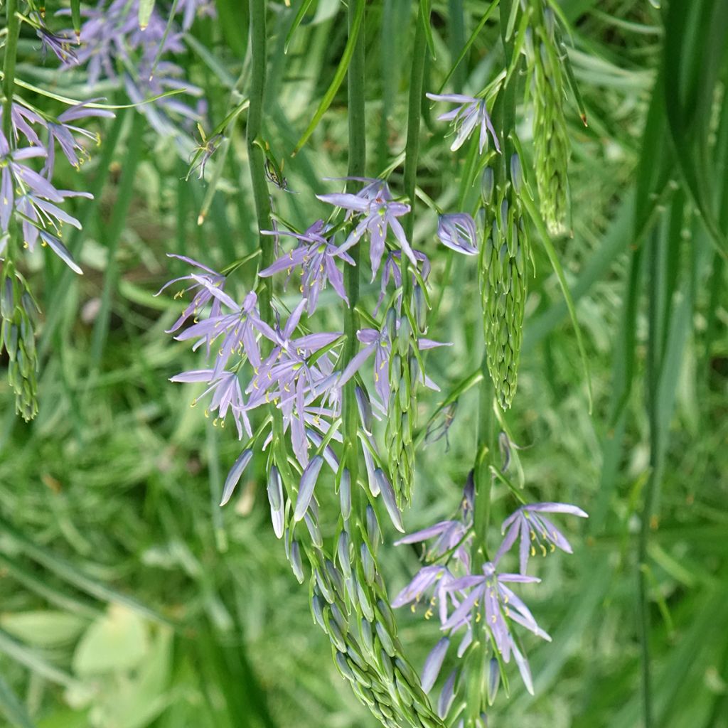 Camassia leichtlinii subsp. suksdorfii Caerulea - Prärielilie