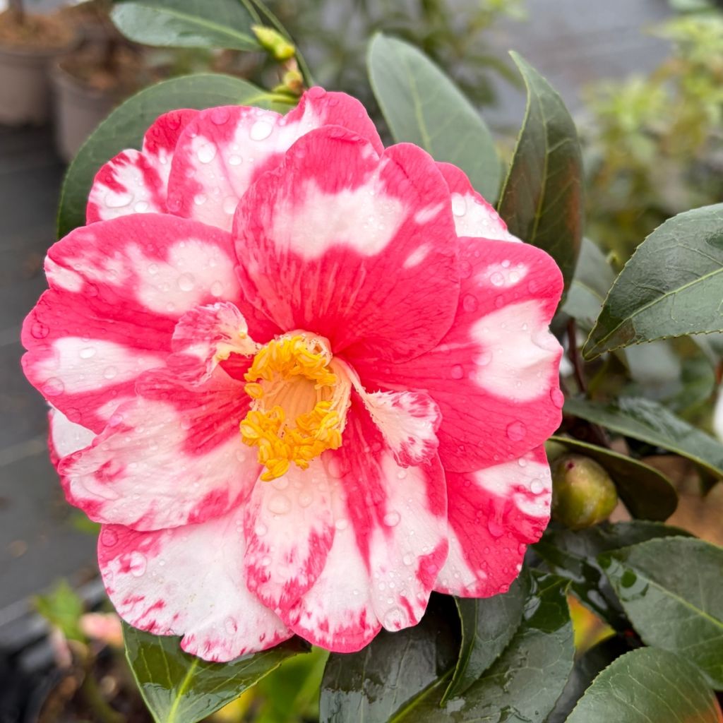 Camellia Donckelarii - Japanische Kamelie