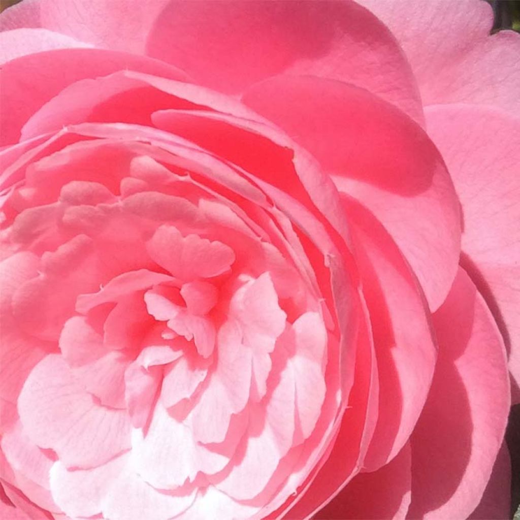 Camellia williamsii EG Waterhouse - Kamelie