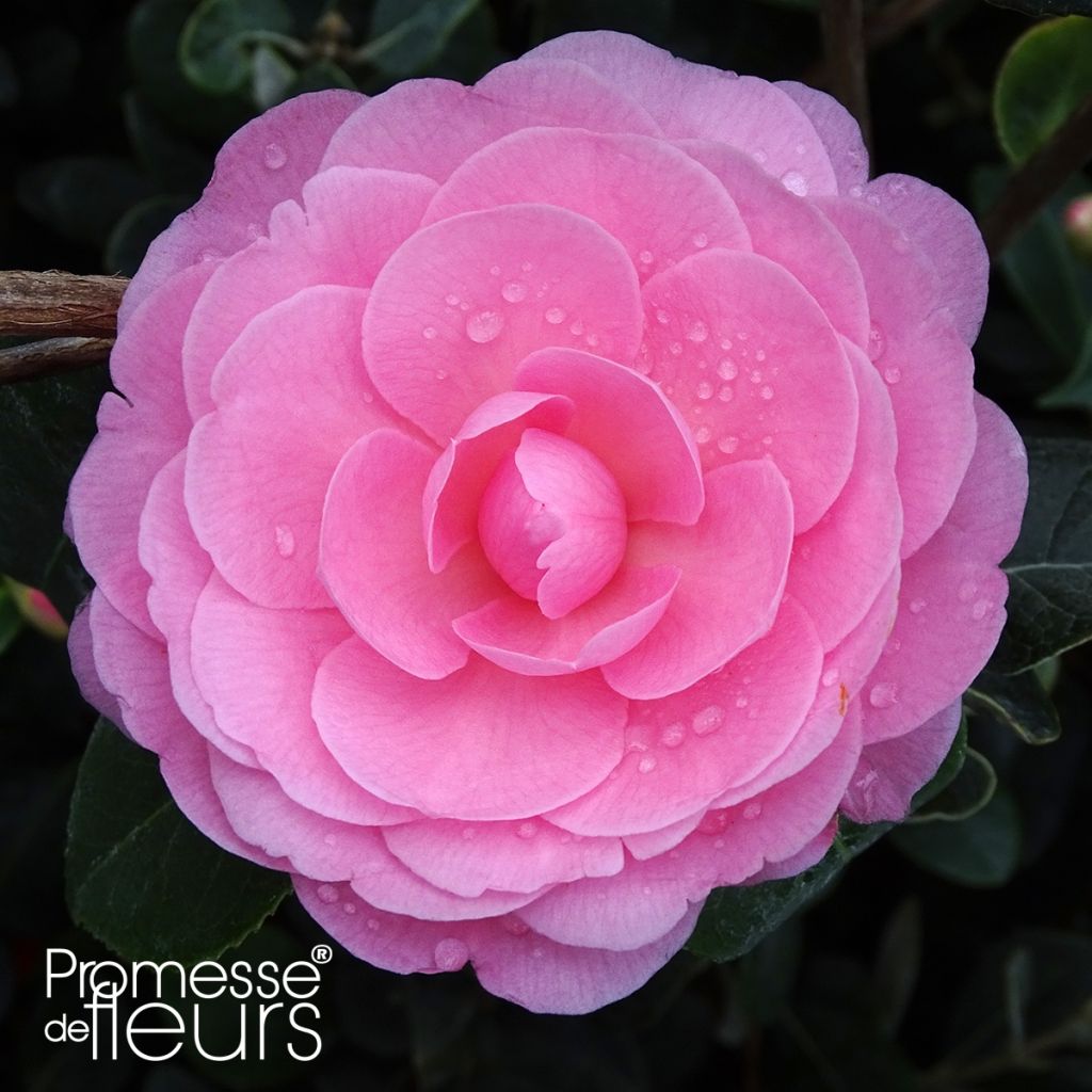 Camellia williamsii EG Waterhouse - Kamelie