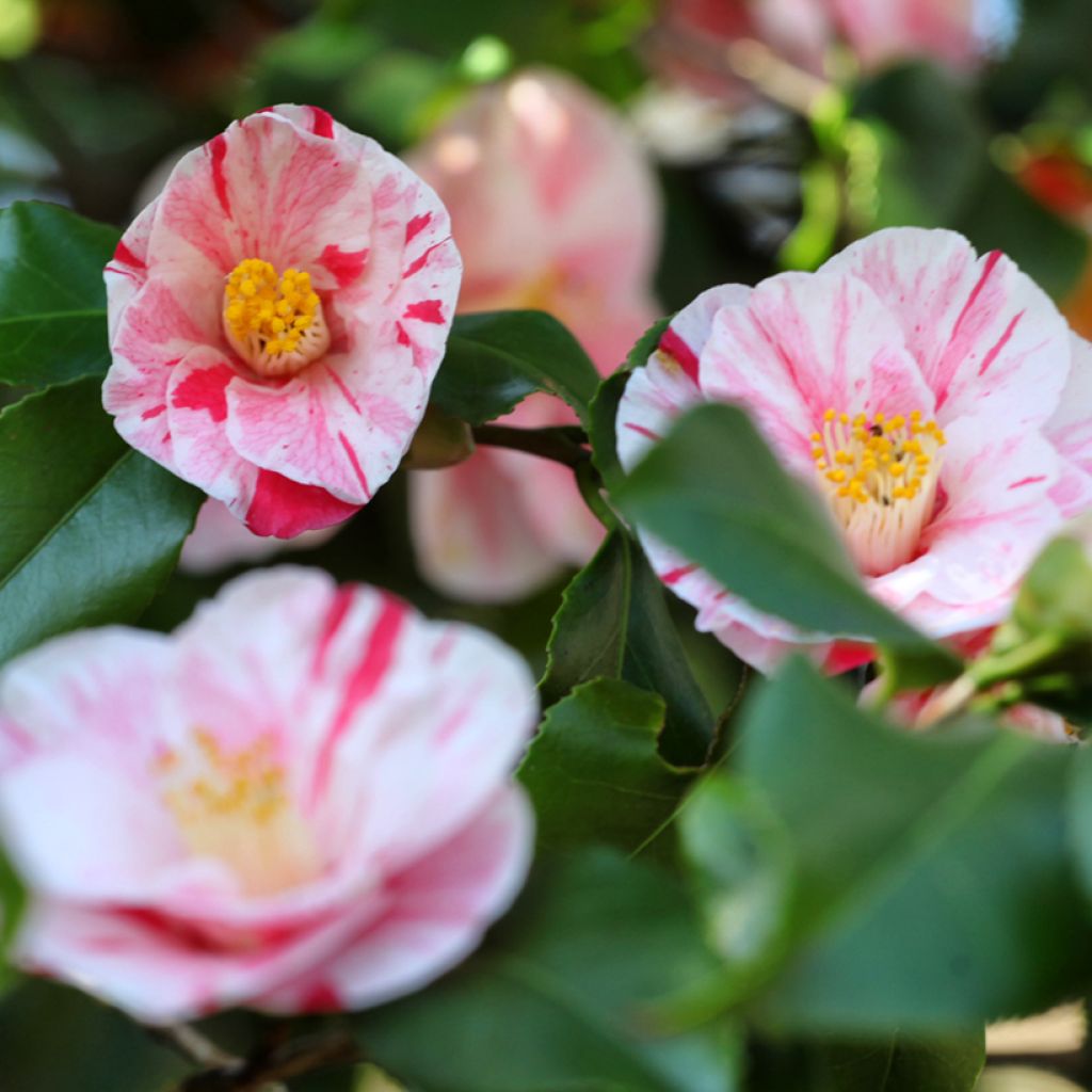Camellia Lavinia Maggi - Japanische Kamelie