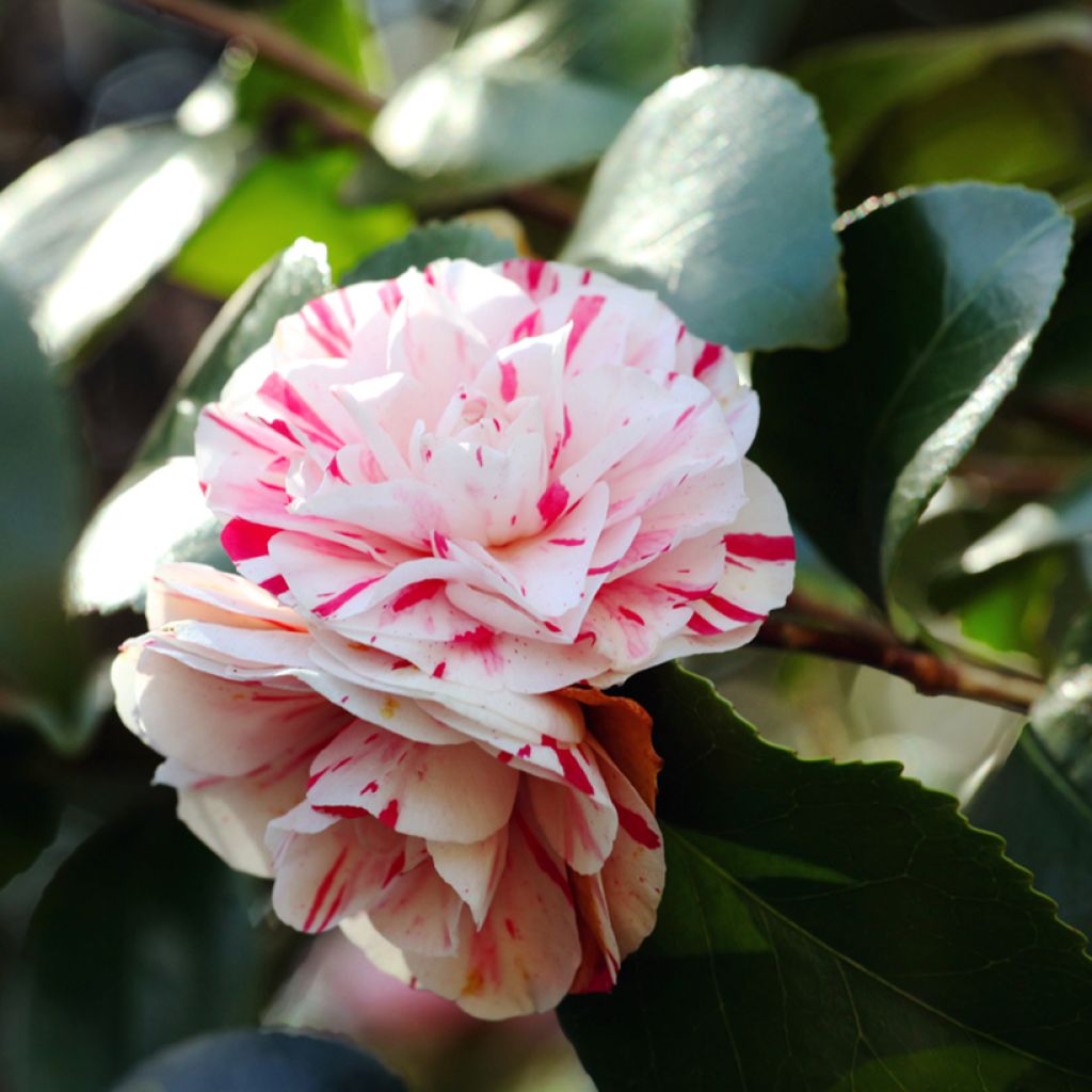 Camellia Lavinia Maggi - Japanische Kamelie