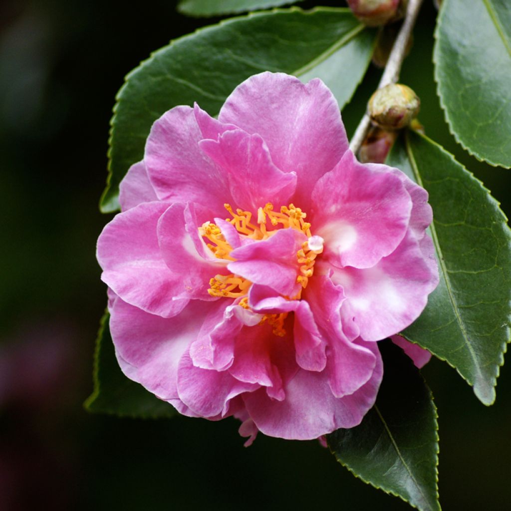 Camellia sasanqua Showa no Sakae - Herbstblühende Kamelie
