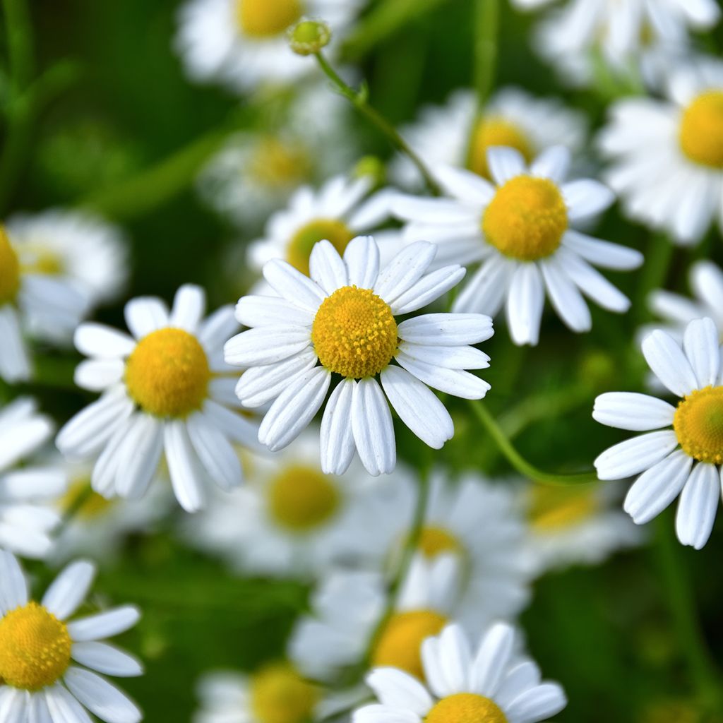 Echte Kamille - Matricaria camomilla