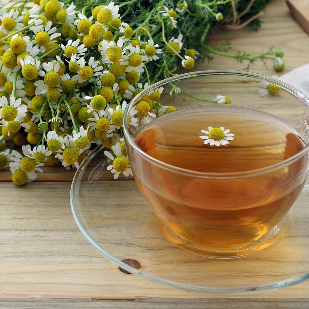 Echte Kamille - Matricaria camomilla